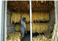 智能烘干控制设备 打造高品质烟草加工的可靠之选